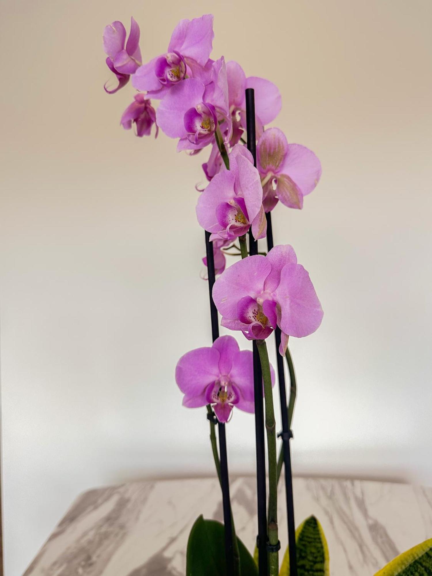 Flora Guest House Marco de Canaveses Luaran gambar